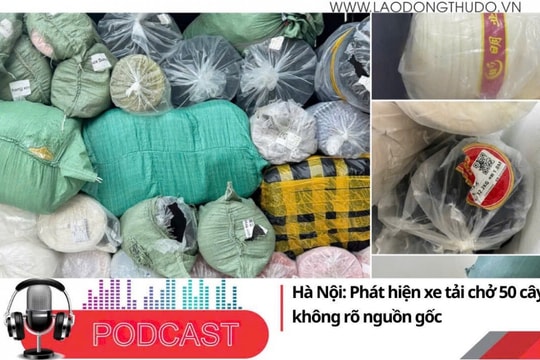 Điểm những tin nổi bật sáng ngày 11/9/2025: Hà Nội: Phát hiện xe tải chở 50 cây vải không rõ nguồn gốc