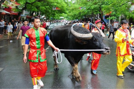 Sôi động Lễ hội chọi trâu Đồ Sơn với 16 “ông trâu” tham dự