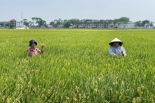 Nông nghiệp tuần hoàn: Vì sao vẫn chưa phát huy hiệu quả?