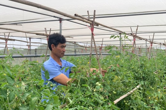 Nông dân Hà Nội chủ động sản xuất rau xanh, bảo đảm nguồn cung