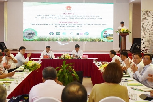 Tỉnh An Giang Hiệu quả sản xuất lúa chuyên canh chất lượng cao, phát thải thấp