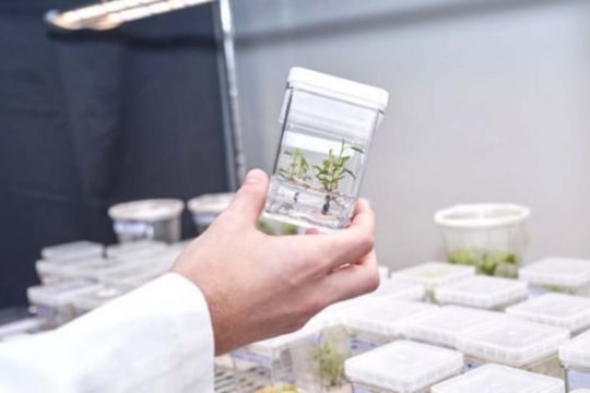 Phát triển siêu cây hấp thụ khí nhà kính có phải là hướng đi
