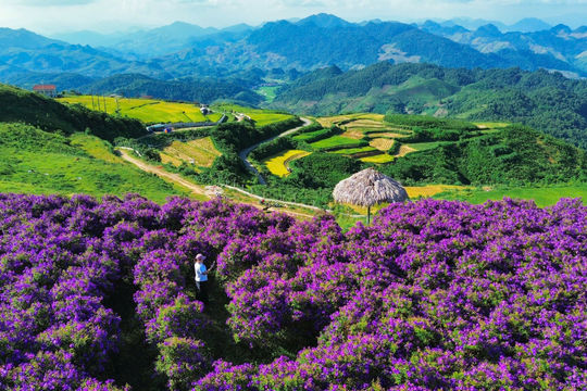 Khám phá cánh đồng hoa mua tím tuyệt đẹp cách Hà Nội 160 km