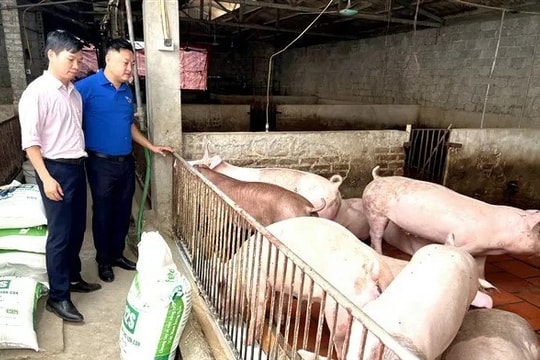 Xã Gia Lâm (Hà Nội) Thúc đẩy công nghệ xử lý chất thải chăn nuôi, hướng tới nông nghiệp