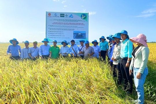 Tỉnh An Giang Hiệu quả mô hình canh tác lúa giảm phát thải khí mê-tan