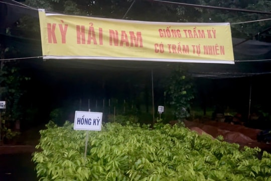 Cục Lâm nghiệp cảnh báo cây trồng không rõ nguồn gốc, cây ngoại lai
