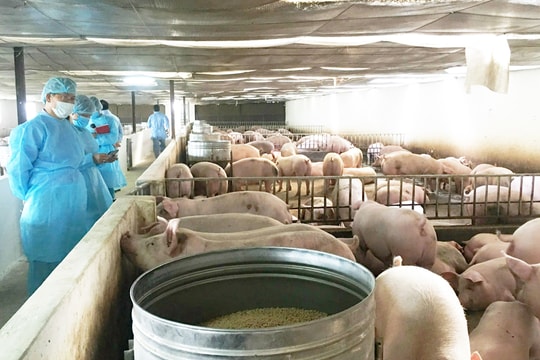 Phòng, chống dịch bệnh gia súc, gia cầm: Kiểm soát từ trang trại tới tiêu thụ sản phẩm