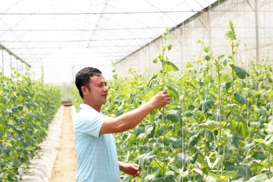 Vân Đình phát triển kinh tế nông thôn bền vững