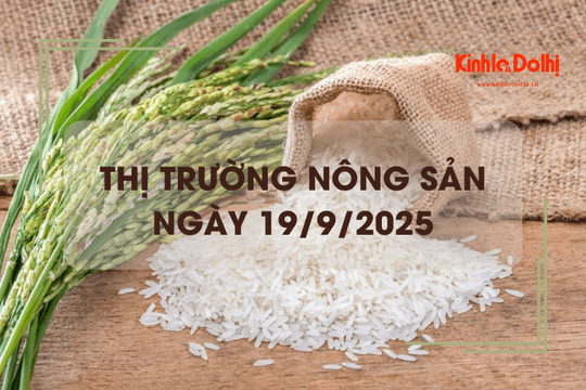 Thị trường nông sản ngày 19/9: giá gạo xuất khẩu giảm mạnh