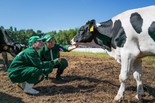 Chuyên gia đề xuất tái sử dụng phân chuồng làm phân bón