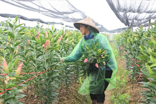 Chuyển đổi cơ cấu cây trồng, vật nuôi: Canh tác theo đúng quy hoạch