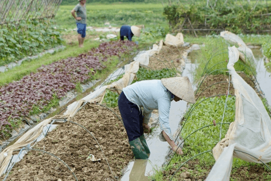 Tái sản xuất, bảo đảm nguồn cung rau xanh cho thị trường