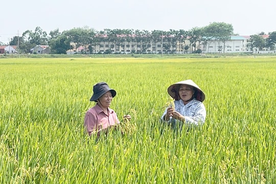 Ứng dụng hệ thống canh tác lúa cải tiến (SRI): Xây dựng nền nông nghiệp thích ứng biến đổi khí hậu