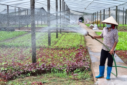 Hướng sản xuất nông nghiệp hiệu quả ở Sơn Đồng