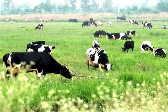 Hướng đi nào cho ngành chăn nuôi bò sữa Việt Nam?