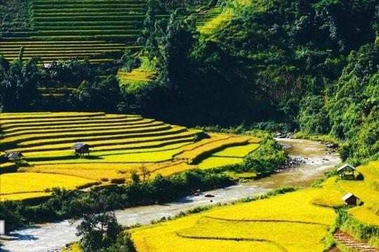 Khám phá các ruộng bậc thang đẹp nhất Lào Cai vào mùa lúa chín