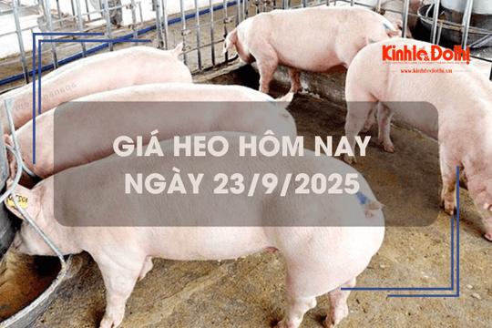 Giá heo hôm nay 23/9: tăng giảm trái chiều