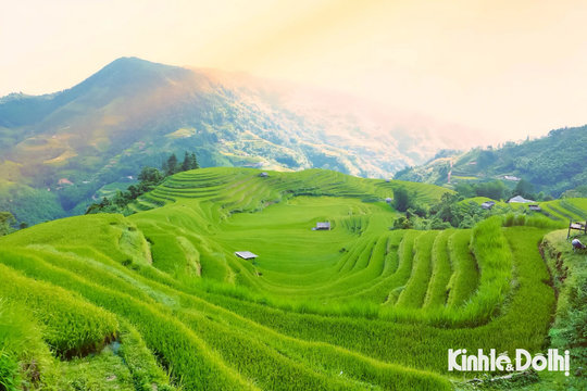 Hoàng Su Phì vào mùa vàng - Bức tranh núi rừng mê hoặc lòng người