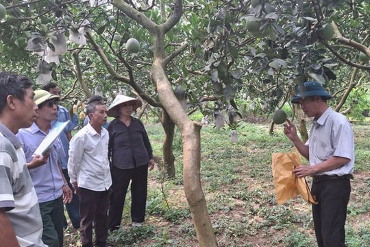 Trồng bưởi theo tiêu chuẩn VietGAP: Nâng cao năng suất, chất lượng sản phẩm