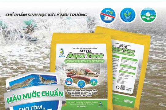 Màu nước chuẩn - Giải pháp bền vững cho ao tôm khoẻ