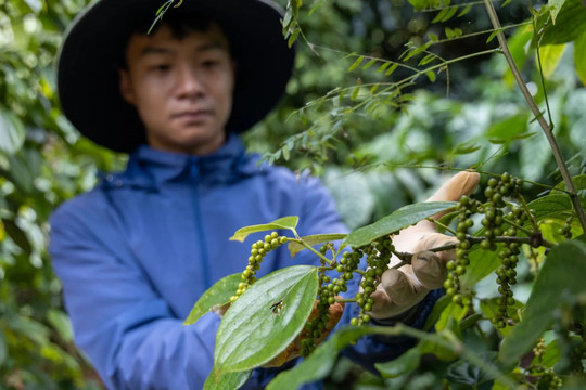 Giá tiêu hôm nay 24/9/2025: diễn biến trái chiều trong nước, Bà Rịa - Vũng Tàu tăng 1.000 đồng/kg