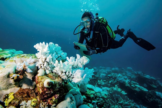 Nền tảng bảo vệ đại dương