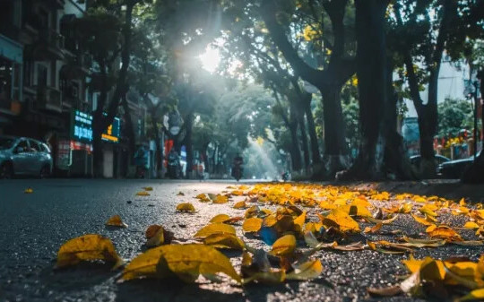 Thu về đợi những heo may