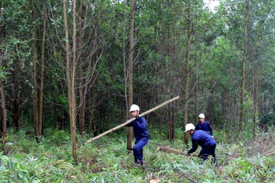 Một số giải pháp giảm phát thải khí mê-tan trong lâm nghiệp