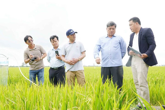 Hiệu quả mô hình lúa chất lượng cao, giảm phát thải tại An Giang