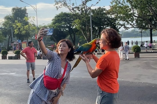 Đàn vẹt Macaw tạo điểm nhấn check-in mới lạ tại Hồ Gươm