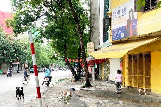 Giải pháp nào dẹp bỏ tình trạng chó thả rông?