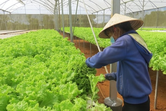Phê duyệt Đề án trồng trọt giảm phát thải giai đoạn 2025 - 2035