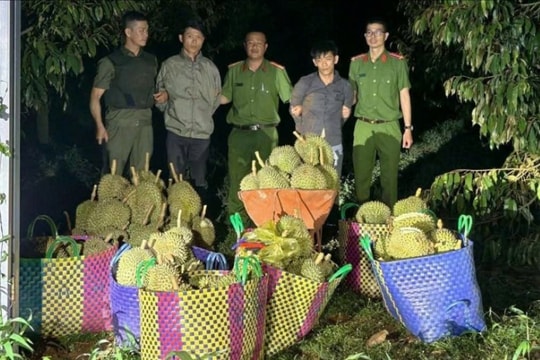 Đắk Lắk: Bắt quả tang hai thanh niên trộm gần nửa tấn sầu riêng