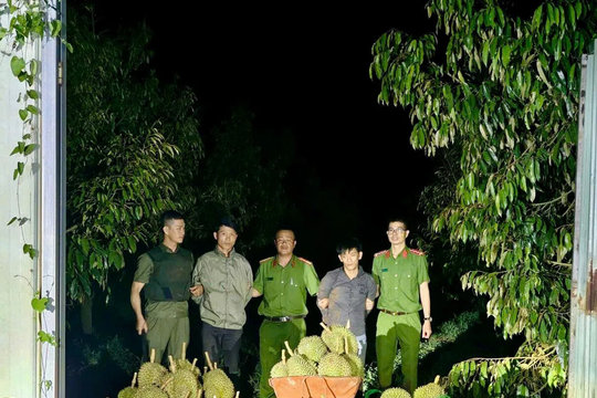 Đắk Lắk: bắt quả tang hai đối tượng dùng ô tô 7 chỗ trộm cắp sầu riêng