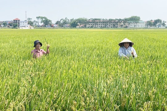 Phát triển vùng lúa chất lượng cao hướng tới xuất khẩu