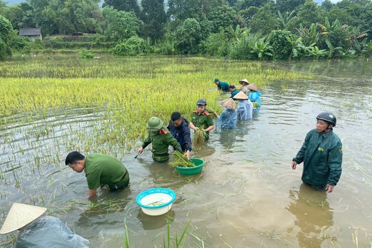 Lực lượng vũ trang giúp dân gặt lúa chạy lũ