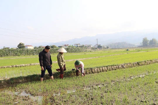 Tìm kiếm, phát triển các kỹ thuật canh tác giảm phát thải khí mê-tan