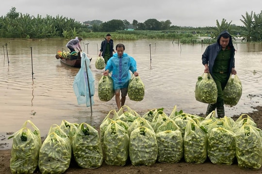 Xã Minh Châu kịp thời sơ tán dân, bảo vệ đàn gia cầm, hoa màu