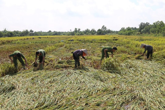 Công an xã Ô Diên xuống đồng giúp dân gặt lúa