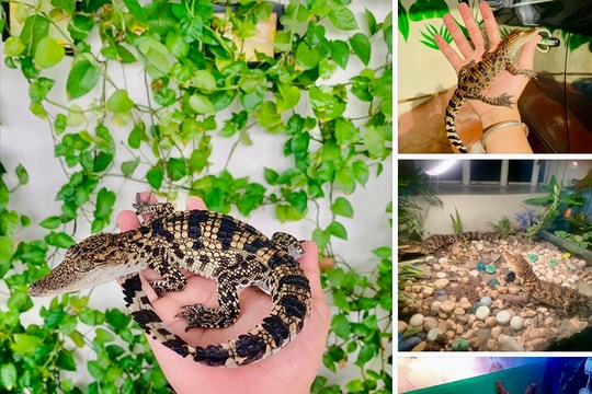 Nuôi cá sấu mini - trào lưu nguy hiểm