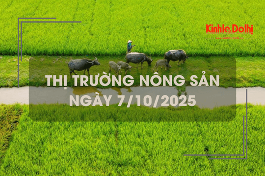 Thị trường nông sản ngày 7/10: giá lúa gạo ít biến động, sức mua yếu