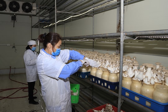 Hà Nội nâng tầm thương hiệu nông sản nhờ rau, quả sạch VietGAP