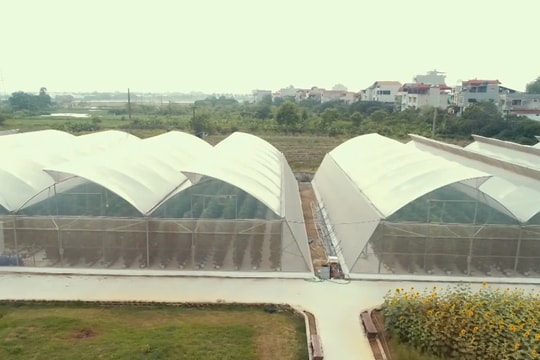 Thường Tín phát triển chuỗi nông sản an toàn