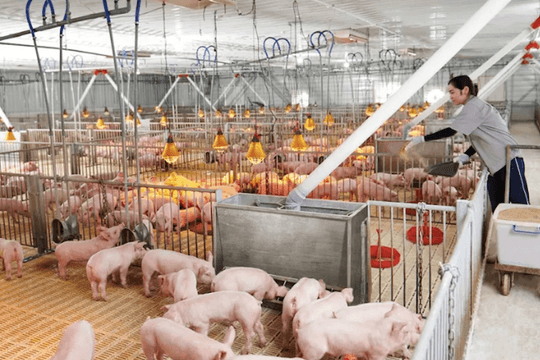 Sau sáp nhập vùng chăn nuôi, nguồn cung thực phẩm tăng nhưng nỗi lo mới lộ diện