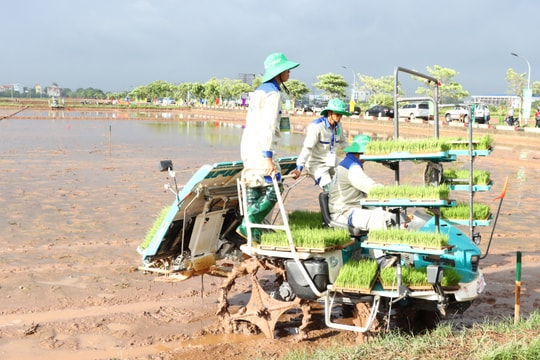 Mạ khay, cấy máy - giải pháp thiết thực cho sản xuất lúa