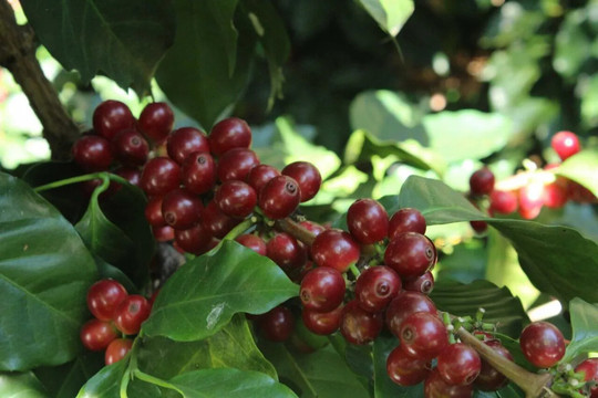 Giá cà phê hôm nay 10/10/2025: Robusta tiếp tục tăng, đồng USD cao đẩy Arabica giảm sâu