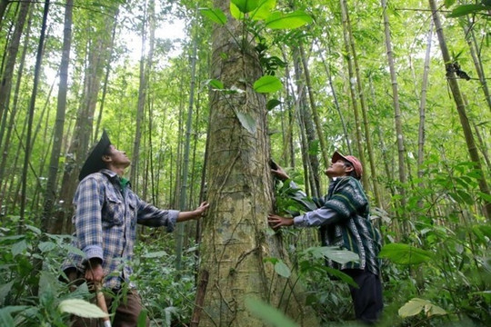 Lâm nghiệp là lĩnh vực hạn chế phát thải mê-tan tốt nhất