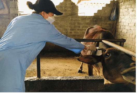 Quảng Ngãi phân bổ hơn 12.900 liều vaccine lở mồm long móng