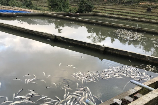 Quảng Ngãi: Hàng chục tấn cá tầm chết trắng do mưa, lũ