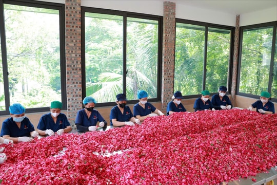 Bông hồng trên đất Xuân Mai